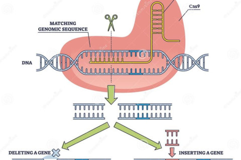 Revolución médica: La terapia génica que combate la amiloidosis cardiaca desde el hígado